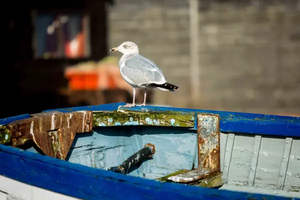 Aldeburgh beach, seagull